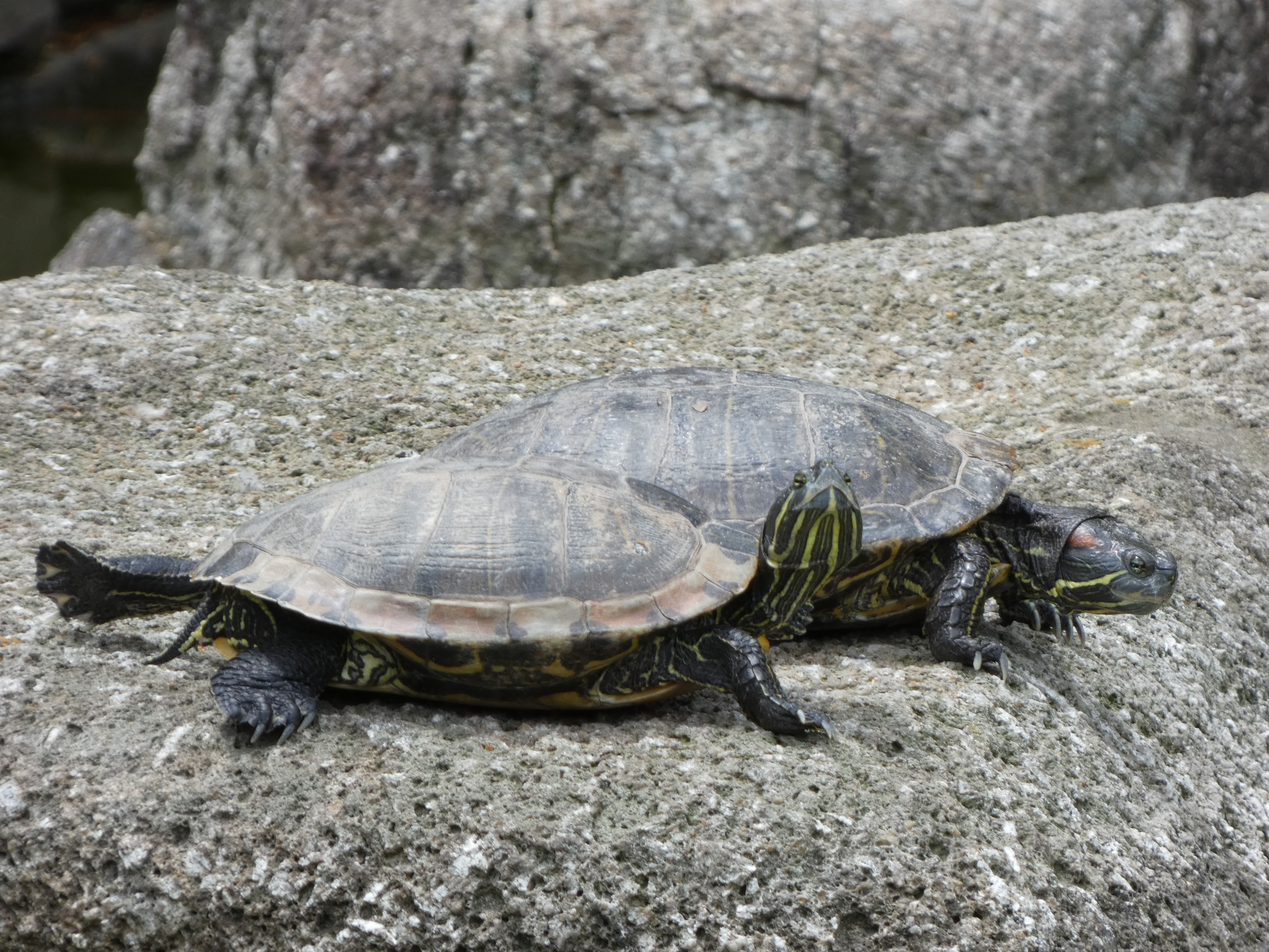 首を伸ばすアカミミガメ